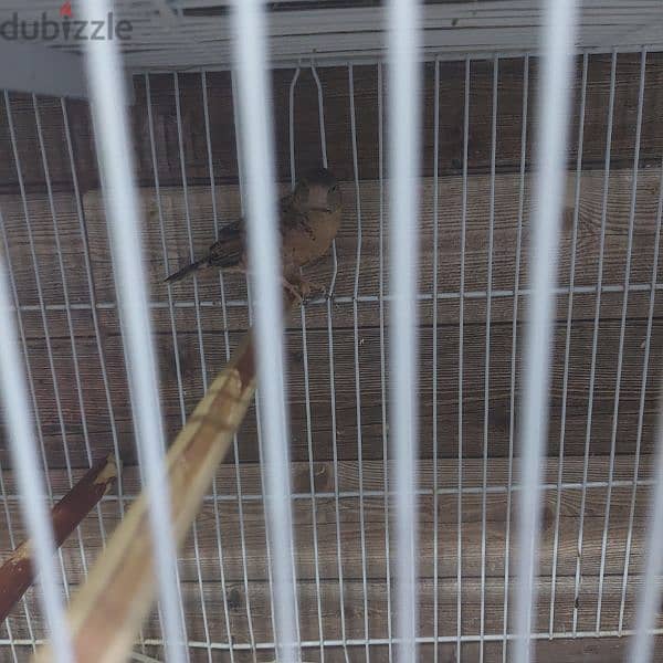 طير مذبوخ   cut throat finch 3