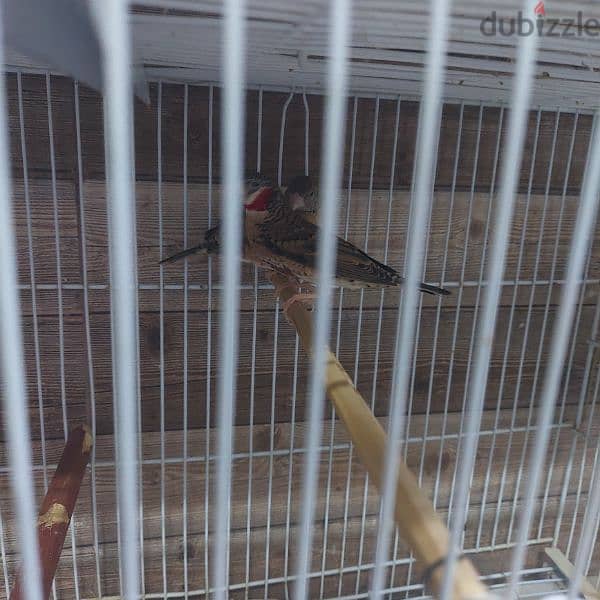 طير مذبوخ   cut throat finch 4