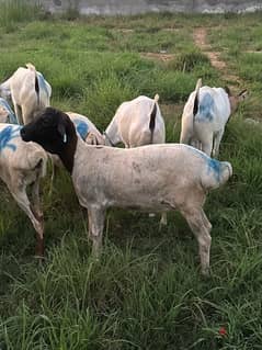 خرفان صوماليه selling goats Somalia