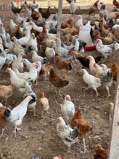 دجاج للبيع poultry