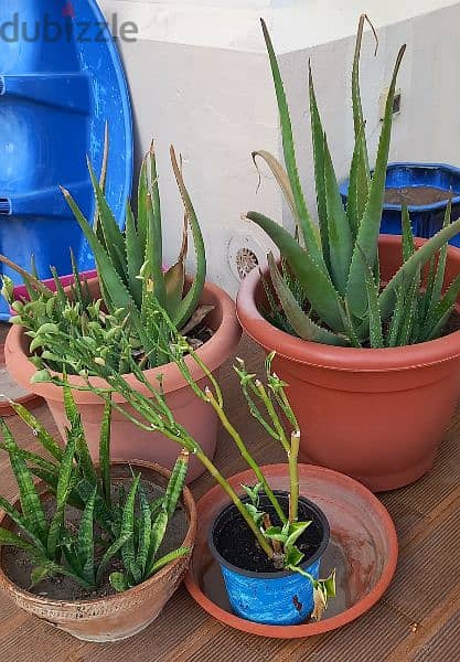 Bundle of plants and pots 1