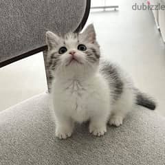 British shorthair kittens for adoption 0