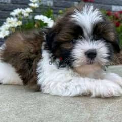 shihtzu  puppies available for adoption