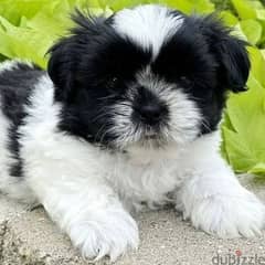 puppies shihtzu is available for sale