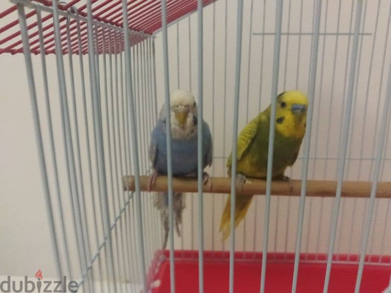 4 Pair of egg laying Budgies total 13 birds 4