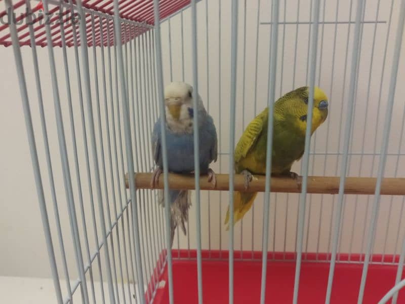 4 Pair of egg laying Budgies total 13 birds 5