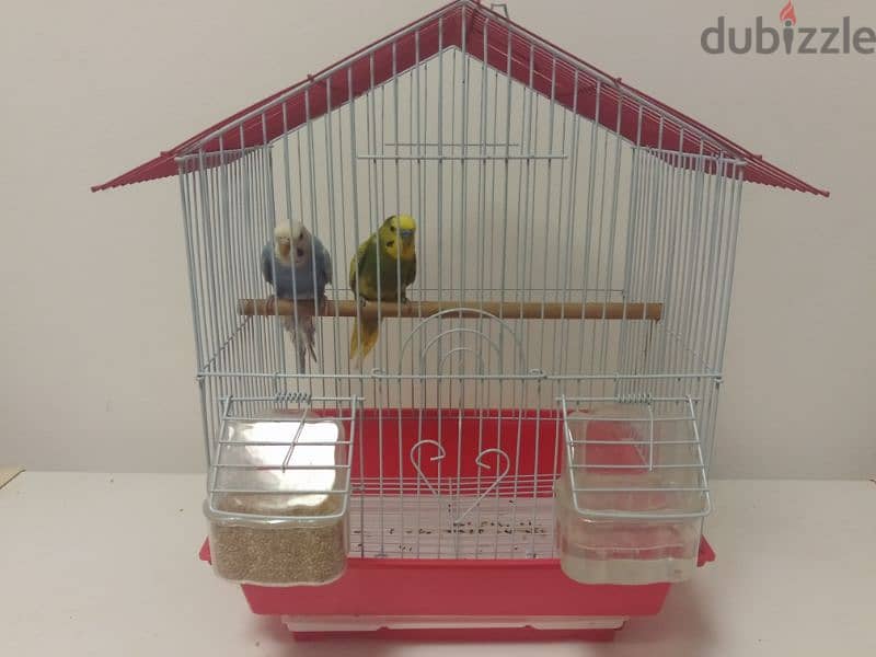 4 Pair of egg laying Budgies total 13 birds 6