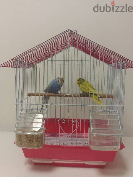 4 Pair of egg laying Budgies total 13 birds 7