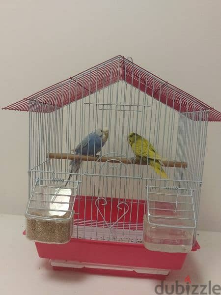 4 Pair of egg laying Budgies total 13 birds 8