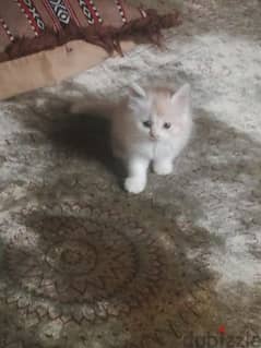 Persian Kittens age 2 months very playfull neat clean cal 79146789