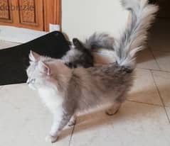 Persian Female Cat Fully Vacvined age 15 Months Very Nice Cal 79146789
