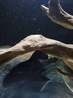 pleco fish and one pair of gourami fishes for sale