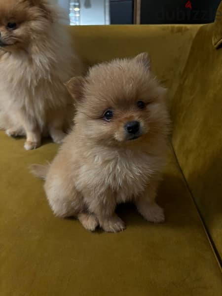 pomeranian 2