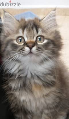 2.5 months completed persian female kitten for sale OMR 60/-