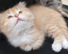 2 months completed persian male kitten pink ginger colour OMR60/-