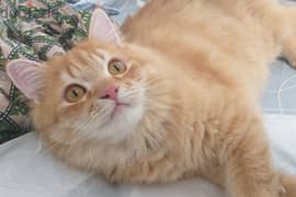 6.5 months Persian male kitten for sale OMR 50/-