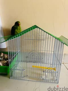 urgent sale of 2Months old baby Parrot