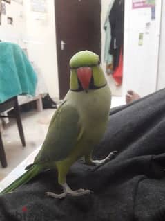 indian ringneck parrot for sale female  not tamed but talks randomly