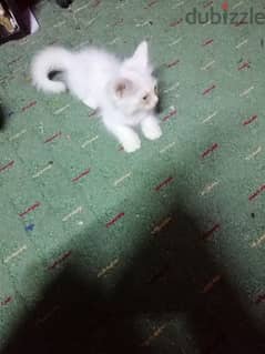 1.5 month old Persian cat baby for sale