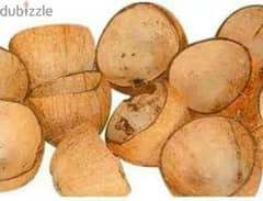20 pieces Coconut shell for 500 baisa