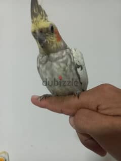 ببغاء كوكتيل للبيع Cockatiel parrot for sale