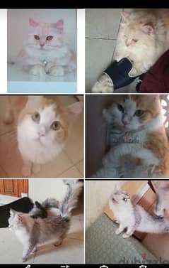 Pure Persian 3 cats 2 Female and 1 Male Given Babies cal 79146789