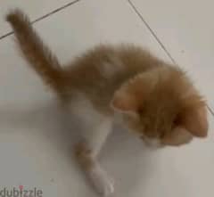 Persian kitten for free adoption URGENTLY