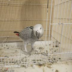 Africa gey Parrot for sale