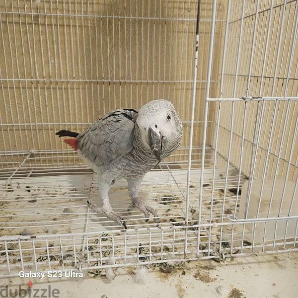 Africa gey Parrot for sale 0