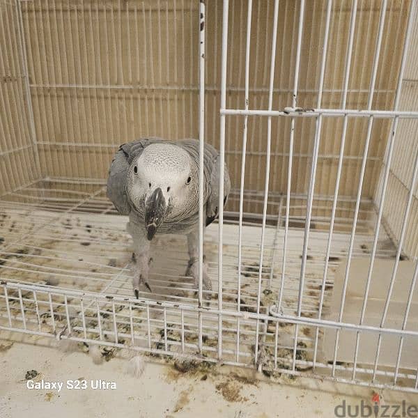 Africa gey Parrot for sale 1