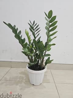 Big zz plant