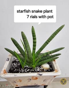 Starfish snake plant