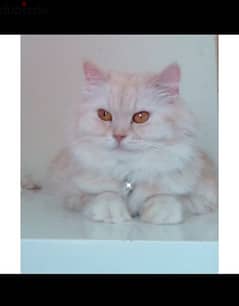 Pure Persian Female Cat age 15 Months Only 20 Riyal call 79146789