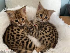 Whatsapp Me (+966 58392 1348) Savannah Cats