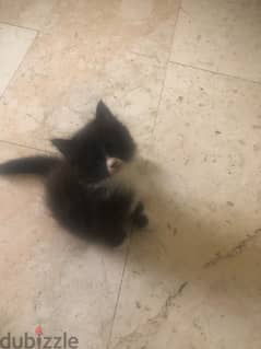 2 kitten for sale