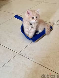 Pure Persian Kittens Only 35 Riyal age 2 Months cal 79146789