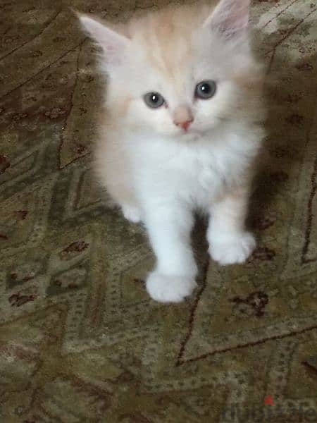 Pure Persian Kittens Only 35 Riyal age 2 Months cal 79146789 2