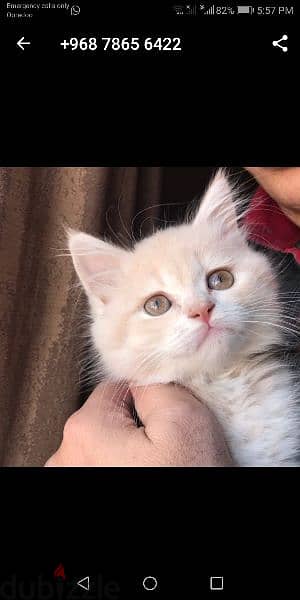Pure Persian Female Cat age 1.5 Months Price only 25 Cal 79146789 1