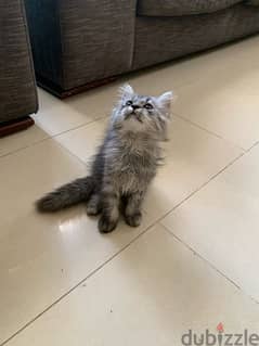 cute Persian Kittens for sale