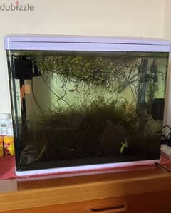Planted Aquarium with Fish for immediate sale