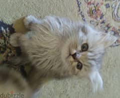 قطط شيرازي للبيع لعوبين  بصحة جيدة العمر شهرين و 3 أسابيع