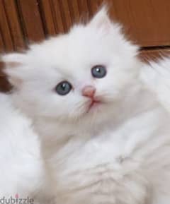 White Female Persian kitten for sale OMR 80/-