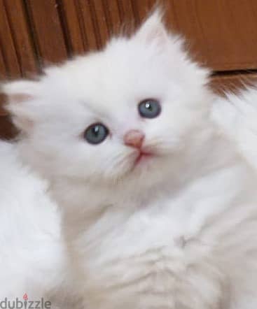 White Female Persian kitten for sale OMR 80/- 0