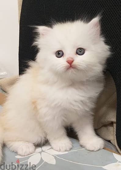 White Female Persian kitten for sale OMR 80/- 1