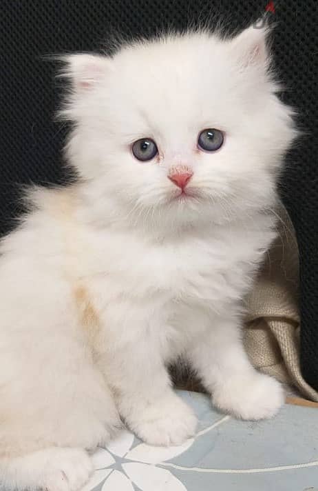 White Female Persian kitten for sale OMR 80/- 2