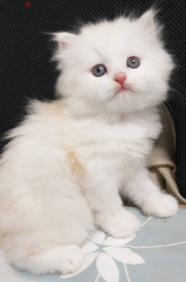 White Female Persian kitten for sale OMR 80/- 3