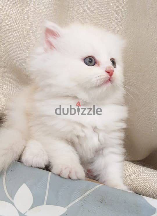 White Female Persian kitten for sale OMR 80/- 4