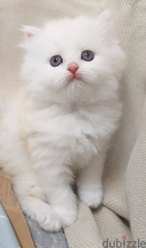 White Female Persian kitten for sale OMR 80/- 5