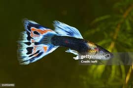guppy fish available very nice looking
