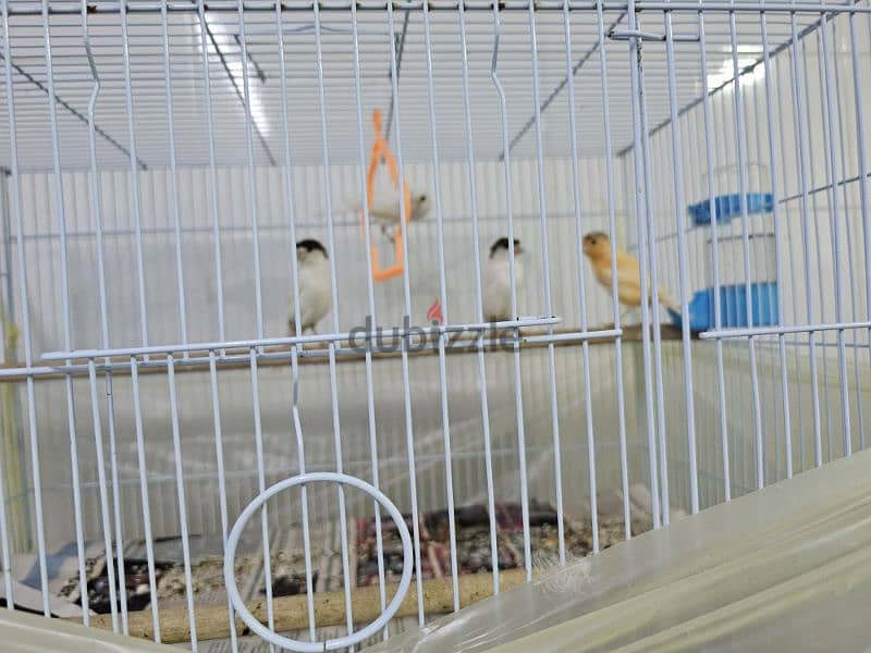 Canary Local  borned in Oman كناري انتاج محلي 4